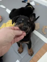 Cache, a male Beauceron for sale in Louisville, KY – 2 of 10
