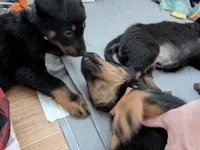 Cache, a male Beauceron for sale in Louisville, KY – 9 of 10