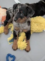 Cache, a male Beauceron for sale in Louisville, KY – 7 of 10