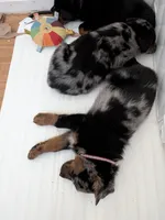 Cache, a male Beauceron for sale in Louisville, KY – 4 of 10