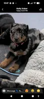 Cache, a male Beauceron for sale in Louisville, KY – 3 of 10
