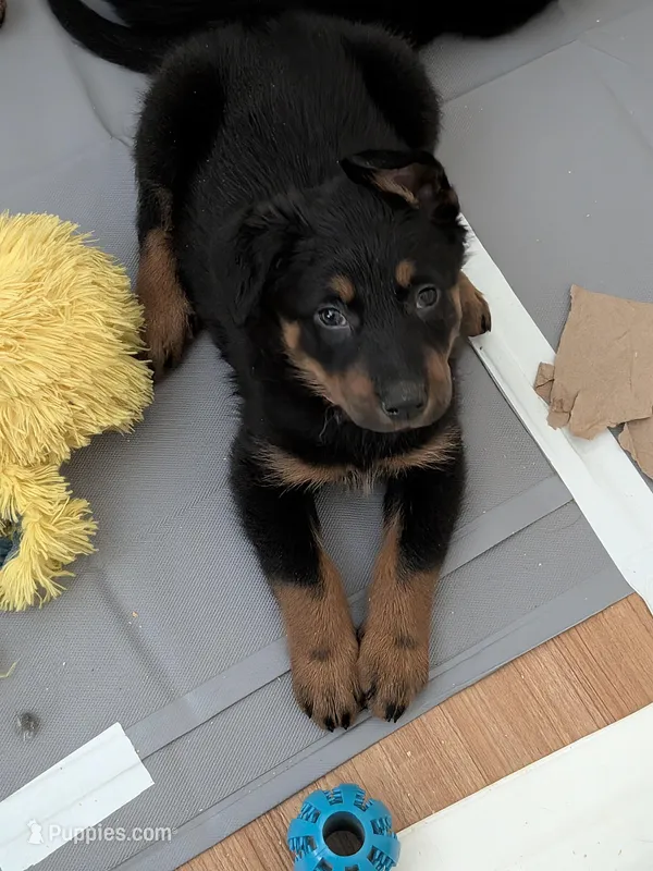 Cache – Beauceron puppy for sale in Louisville, KY