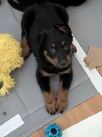 Cache, a male Beauceron for sale in Louisville, KY – 8 of 10