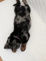 Cache, a male Beauceron for sale in Louisville, KY – 6 of 10
