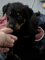 Case, a female Beauceron for sale in Louisville, KY – 7 of 9