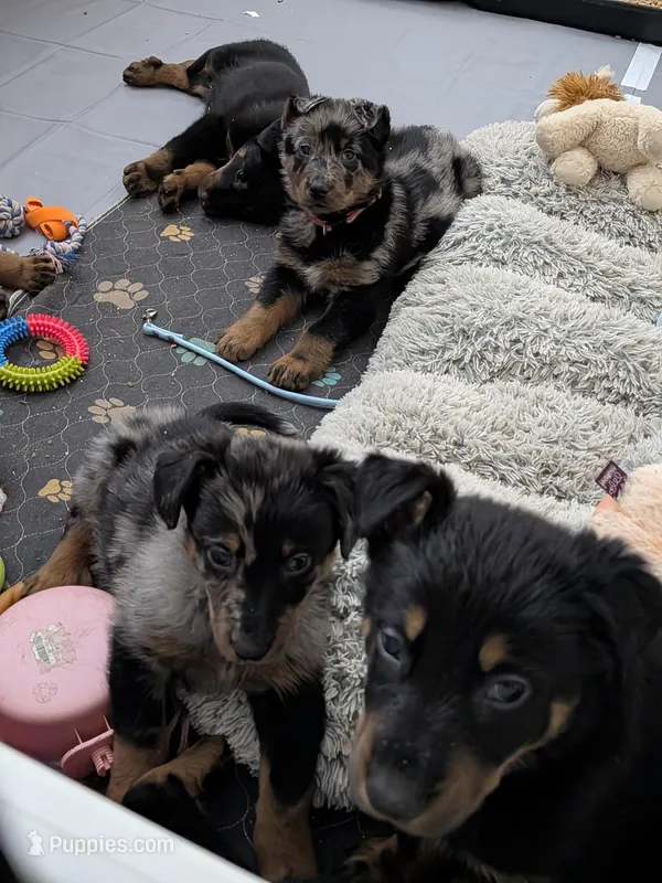 Case – Beauceron puppy for sale in Louisville, KY