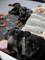 Case, a female Beauceron for sale in Louisville, KY – 1 of 9