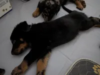 Case, a female Beauceron for sale in Louisville, KY – 8 of 9