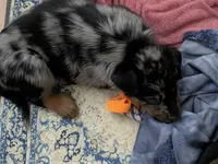 Case, a female Beauceron for sale in Louisville, KY – 6 of 9