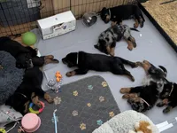Case, a female Beauceron for sale in Louisville, KY – 5 of 9