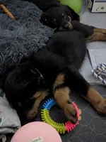 Case, a female Beauceron for sale in Louisville, KY – 4 of 9