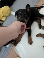 Case, a female Beauceron for sale in Louisville, KY – 9 of 9