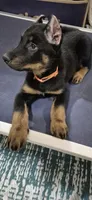 Cache, a male Beauceron for sale in Louisville, KY – 2 of 7