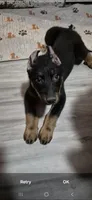 Cache, a male Beauceron for sale in Louisville, KY – 3 of 7