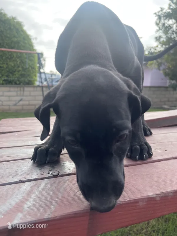 Thelma – Doberman Pinscher, Great Dane puppy for sale in Garden Grove, CA