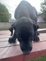 Thelma, a female Doberman Pinscher and Great Dane for sale in Garden Grove, CA – Photo 1 of 3