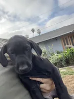 Thelma, a female Doberman Pinscher and Great Dane for sale in Garden Grove, CA – Photo 3 of 3