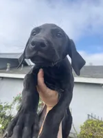 Thelma, a female Doberman Pinscher and Great Dane for sale in Garden Grove, CA – Photo 2 of 3