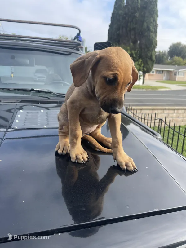 Roxy – Doberman Pinscher, Great Dane puppy for sale in Garden Grove, CA