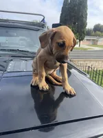 Roxy, a female Doberman Pinscher and Great Dane for sale in Garden Grove, CA – Photo 1 of 4