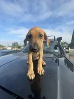 Roxy, a female Doberman Pinscher and Great Dane for sale in Garden Grove, CA – Photo 2 of 4