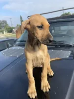 Roxy, a female Doberman Pinscher and Great Dane for sale in Garden Grove, CA – Photo 3 of 4