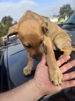 Roxy, a female Doberman Pinscher and Great Dane for sale in Garden Grove, CA – Photo 4 of 4