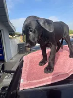 Susie, a female Doberman Pinscher and Great Dane for sale in Garden Grove, CA – Photo 2 of 3