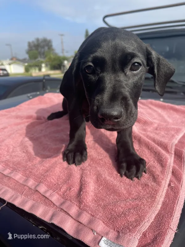Susie – Doberman Pinscher, Great Dane puppy for sale in Garden Grove, CA