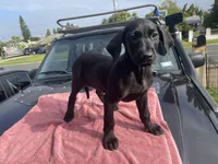 Susie, a female Doberman Pinscher and Great Dane for sale in Garden Grove, CA – Photo 3 of 3