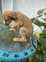 Betty, a female Doberman Pinscher and Great Dane for sale in Garden Grove, CA – Photo 3 of 3