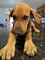 Fibbie , a female Doberman Pinscher and Great Dane for sale in Garden Grove, CA – Photo 4 of 8