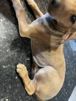 Fibbie , a female Doberman Pinscher and Great Dane for sale in Garden Grove, CA – Photo 8 of 8