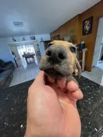 Fibbie , a female Doberman Pinscher and Great Dane for sale in Garden Grove, CA – Photo 5 of 8