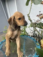 Betty, a female Doberman Pinscher and Great Dane for sale in Garden Grove, CA – Photo 2 of 3