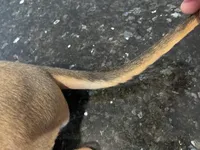 Fibbie , a female Doberman Pinscher and Great Dane for sale in Garden Grove, CA – Photo 6 of 8