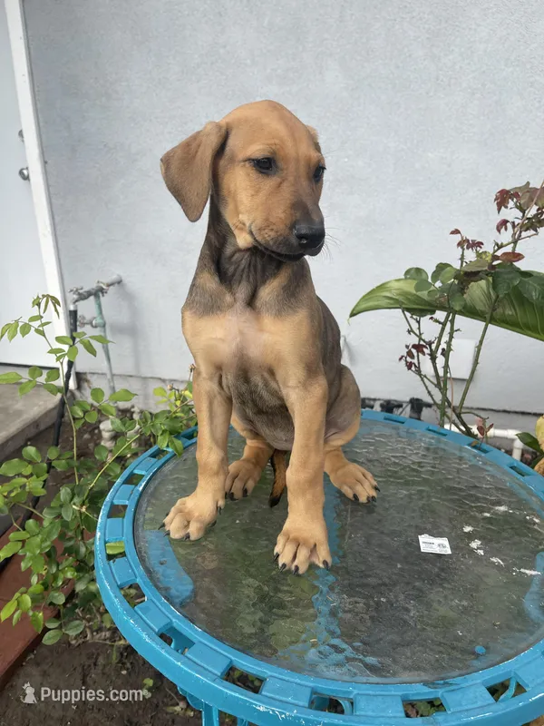 Betty – Doberman Pinscher, Great Dane puppy for sale in Garden Grove, CA