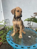 Betty, a female Doberman Pinscher and Great Dane for sale in Garden Grove, CA – Photo 1 of 3