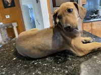 Fibbie , a female Doberman Pinscher and Great Dane for sale in Garden Grove, CA – Photo 7 of 8