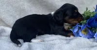 AKC Lawrence, a male Miniature Dachshund for sale in Hillsboro, AL – 8 of 8