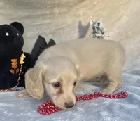 AKC MaryAnne (red), a female Miniature Dachshund for sale in Hillsboro, AL – 7 of 8