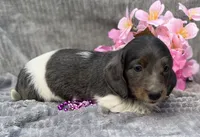 Izzy, a female Miniature Dachshund for sale in Hillsboro, AL – 8 of 8
