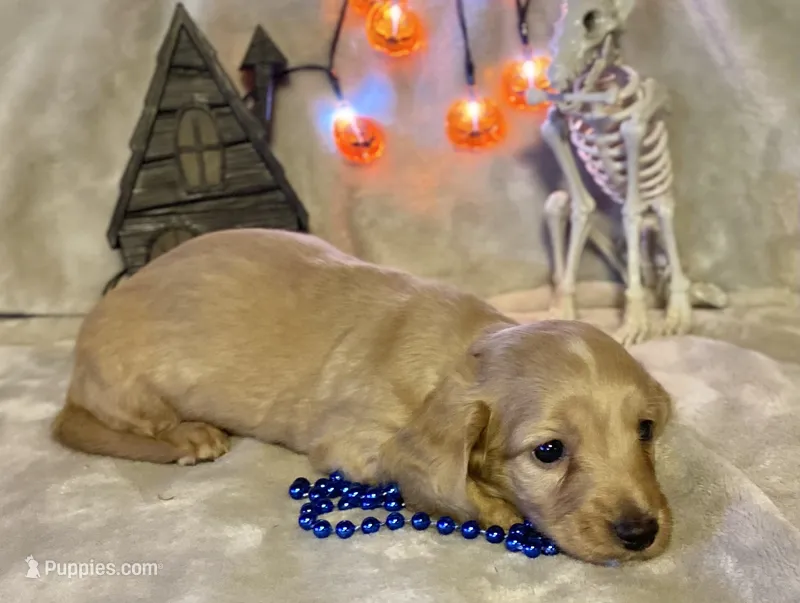 AKC Milton (blue) – Miniature Dachshund puppy for sale in Hillsboro, AL