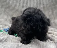 AKC Petey, a male Poodle - Toy  for sale in Hillsboro, AL – 3 of 10