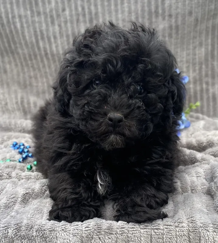 AKC Petey – Poodle - Toy  puppy for sale in Hillsboro, AL