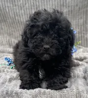 AKC Petey, a male Poodle - Toy  for sale in Hillsboro, AL – 1 of 10