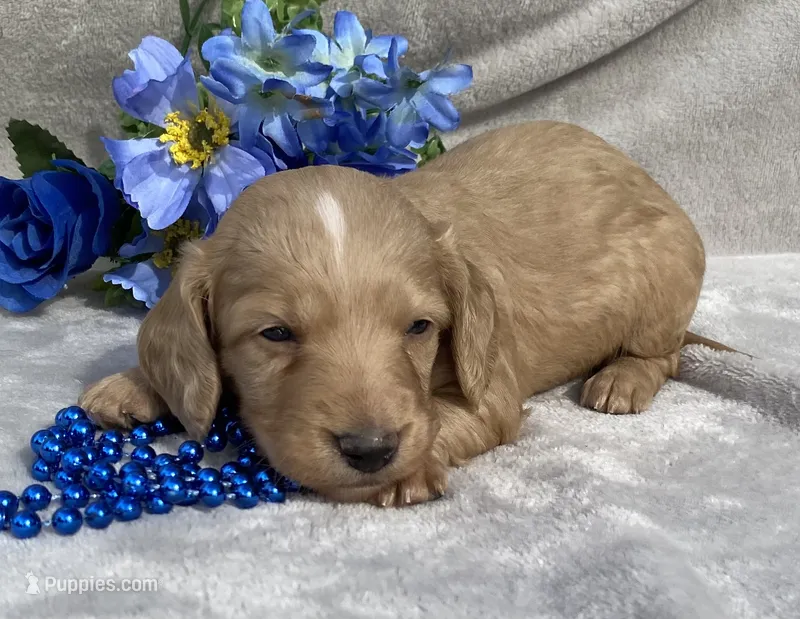 AKC Morris (green) – Miniature Dachshund puppy for sale in Hillsboro, AL