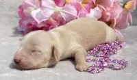 AKC Madeline (pink), a female Miniature Dachshund for sale in Hillsboro, AL – 4 of 6