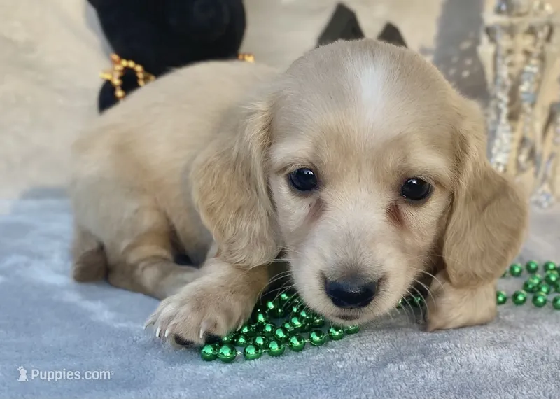 AKC Morris (green) – Miniature Dachshund puppy for sale in Hillsboro, AL