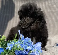 Petey, a male Poodle - Toy  for sale in Hillsboro, AL – 4 of 6